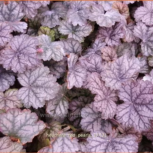 Heuchera 'Red Pearls'
