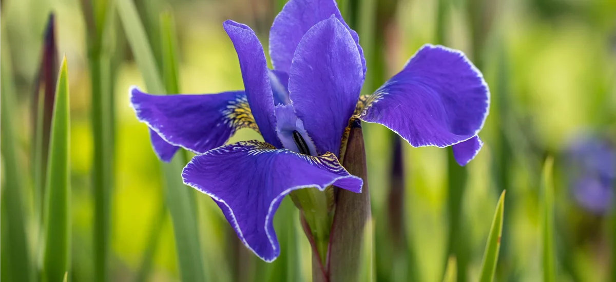 Iris sibirica 'Caesar´s Brother'