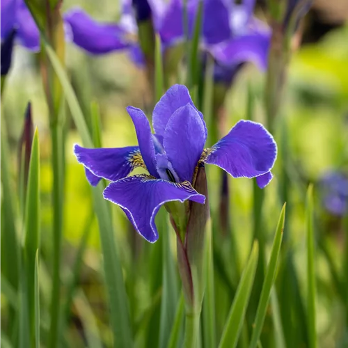 Iris sibirica 'Caesar´s Brother'