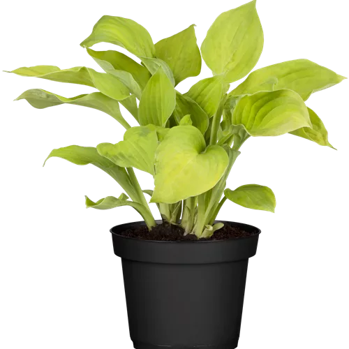 Hosta 'Fire Island'