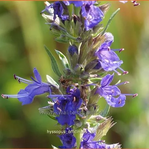 Hyssopus officinalis