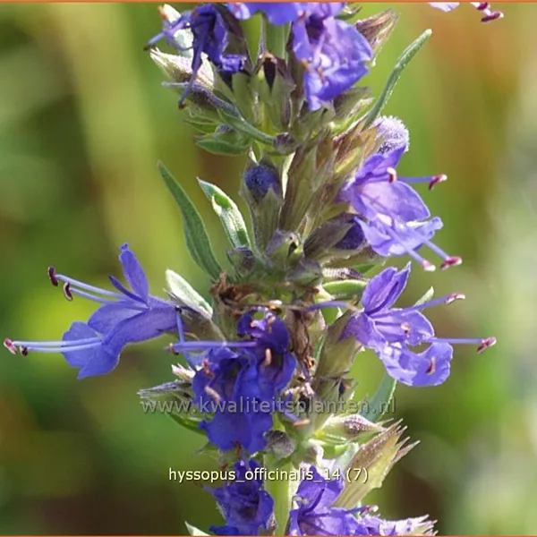 Hyssopus officinalis