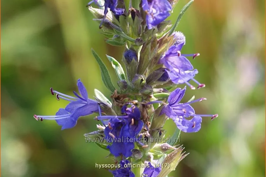Hyssopus officinalis