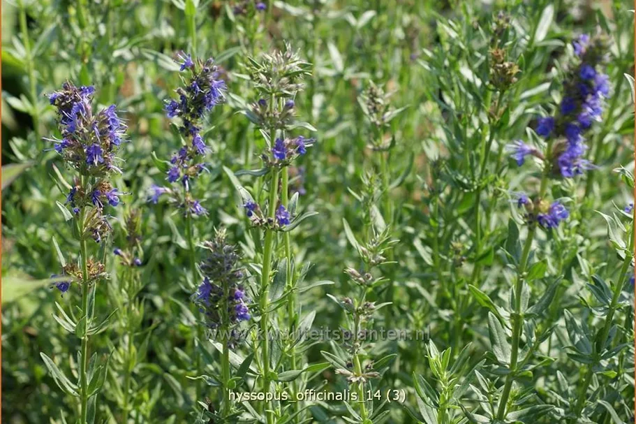 Hyssopus officinalis