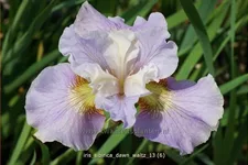Iris sibirica 'Dawn Waltz'