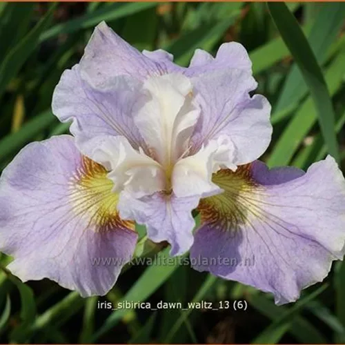 Iris sibirica 'Dawn Waltz'