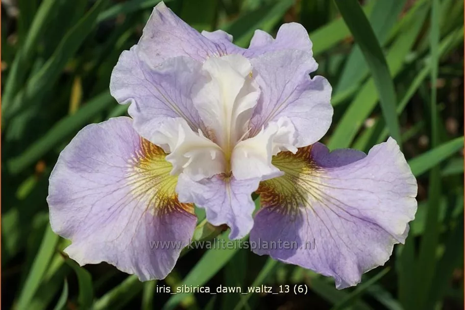 Iris sibirica 'Dawn Waltz'