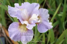 Iris sibirica 'Dawn Waltz'