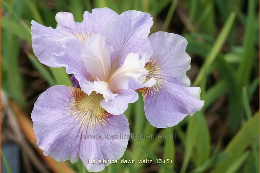 Iris sibirica 'Dawn Waltz'