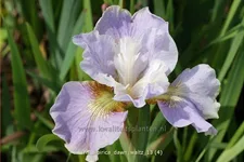 Iris sibirica 'Dawn Waltz'