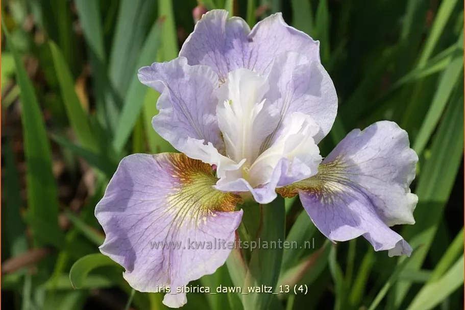 Iris sibirica 'Dawn Waltz'