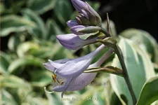 Hosta 'Firn Line'