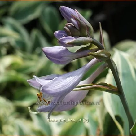 Hosta 'Firn Line'