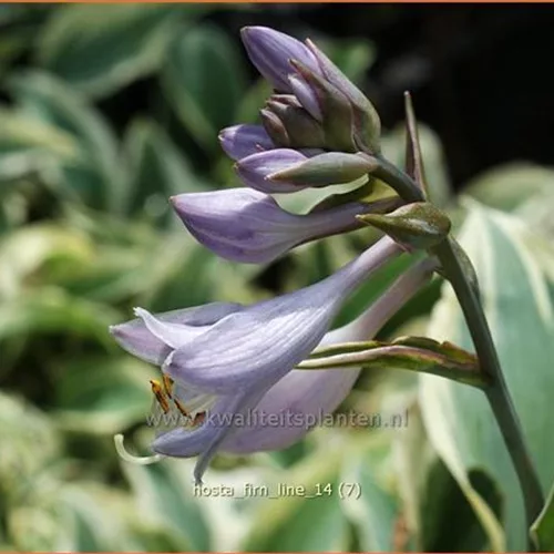Hosta 'Firn Line'