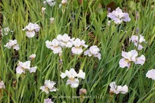 Iris sibirica 'Dawn Waltz'