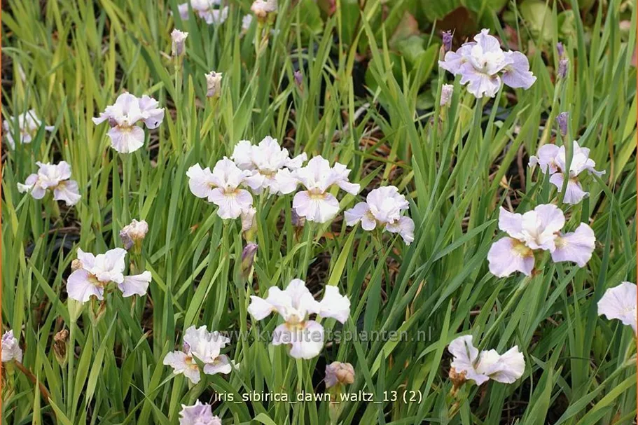 Iris sibirica 'Dawn Waltz'