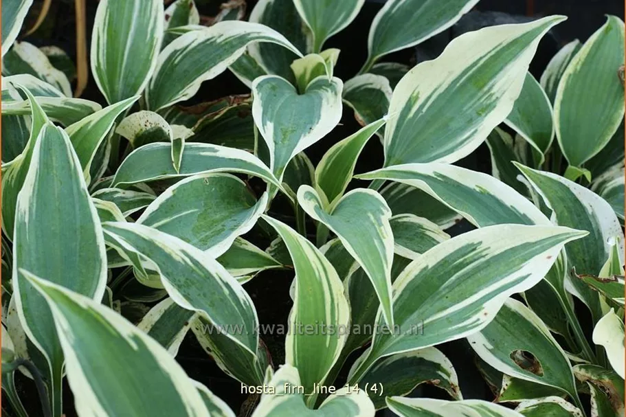 Hosta 'Firn Line'