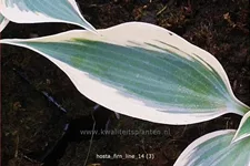 Hosta 'Firn Line'