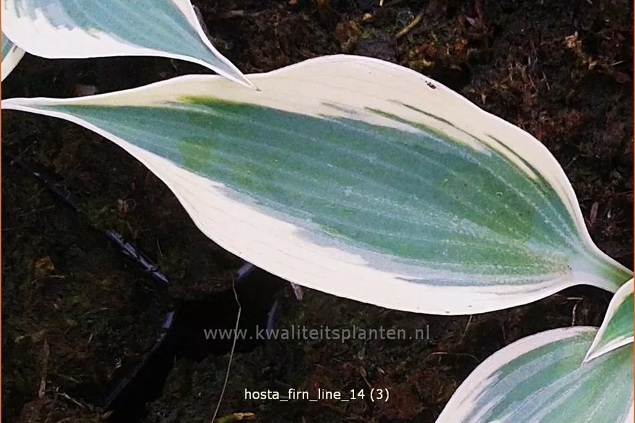 Hosta 'Firn Line'