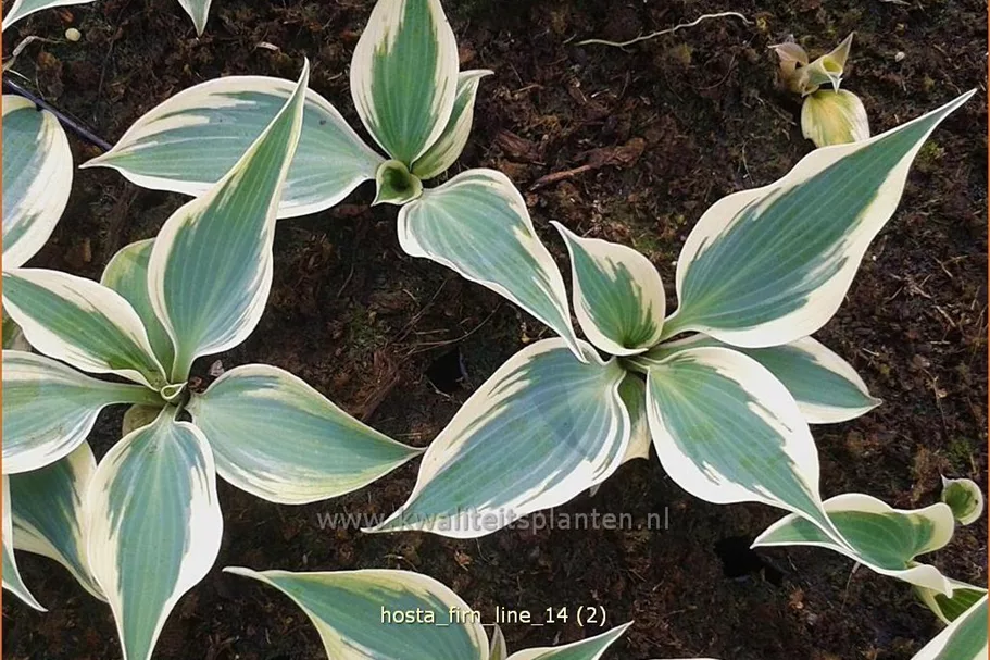 Hosta 'Firn Line'
