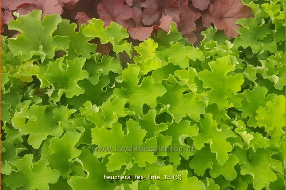 Heuchera 'Rex Lime'(s)
