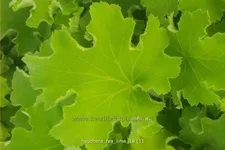 Heuchera 'Rex Lime'(s)