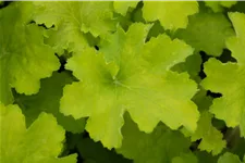 Heuchera 'Rex Lime'(s)