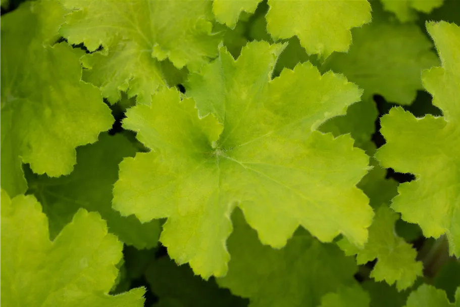 Heuchera 'Rex Lime'(s)
