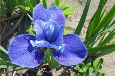 Iris sibirica 'Ego'