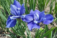 Iris sibirica 'Ego'