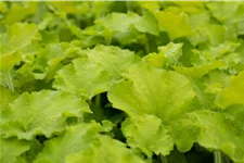 Heuchera 'Rex Lime'(s)