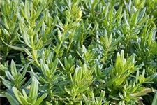 Hyssopus officinalis 'Albus'