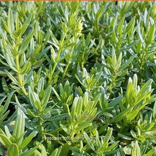 Hyssopus officinalis 'Albus'