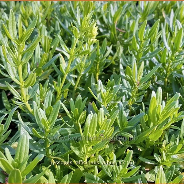 Hyssopus officinalis 'Albus'