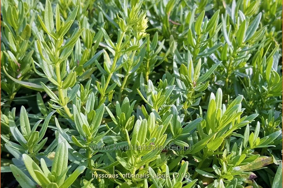 Hyssopus officinalis 'Albus'