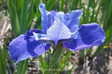 Iris sibirica 'Ego'