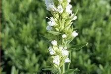Hyssopus officinalis 'Albus'