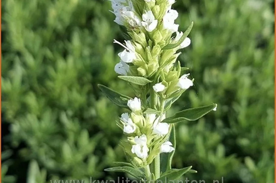 Hyssopus officinalis 'Albus'
