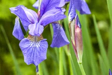 Iris sibirica 'Ego'