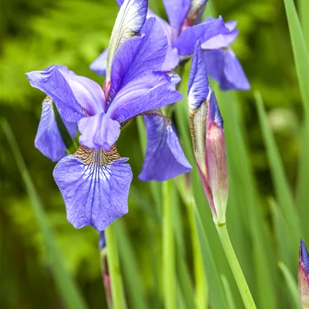 Iris sibirica 'Ego'