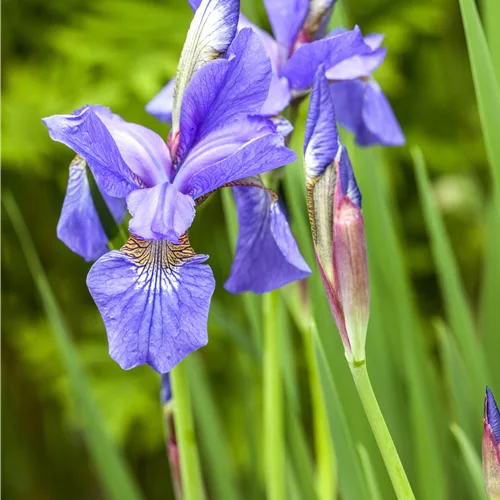Iris sibirica 'Ego'