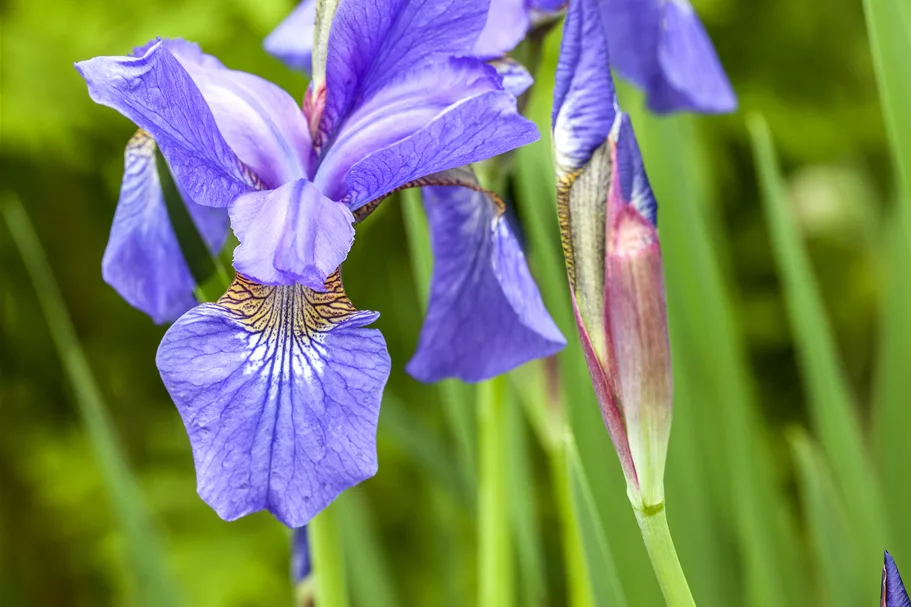Iris sibirica 'Ego'