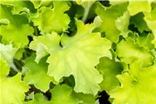 Heuchera 'Rex Lime'(s)