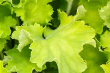 Heuchera 'Rex Lime'(s)