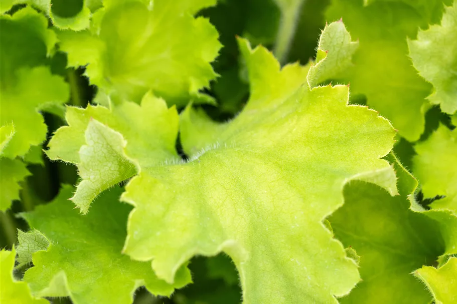 Heuchera 'Rex Lime'(s)