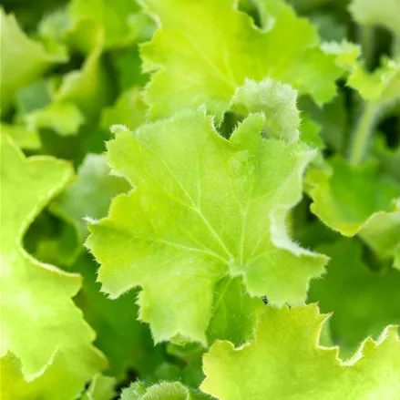 Heuchera 'Rex Lime'(s)