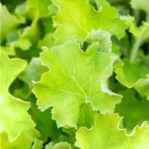 Heuchera 'Rex Lime'(s)
