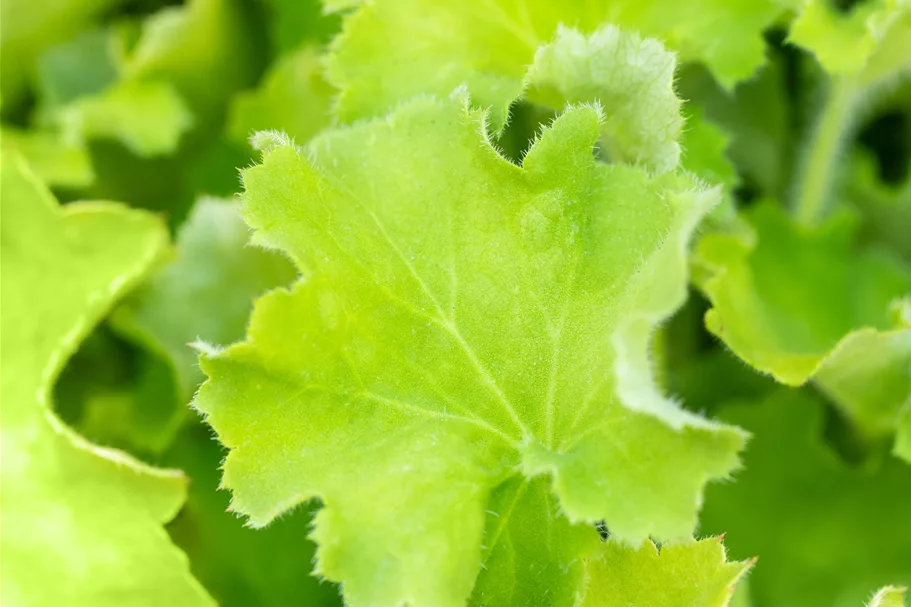 Heuchera 'Rex Lime'(s)