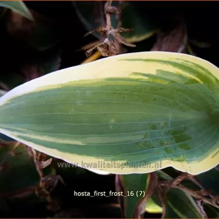 Hosta 'First Frost'