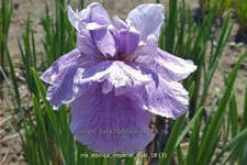 Iris sibirica 'Imperial Opal'